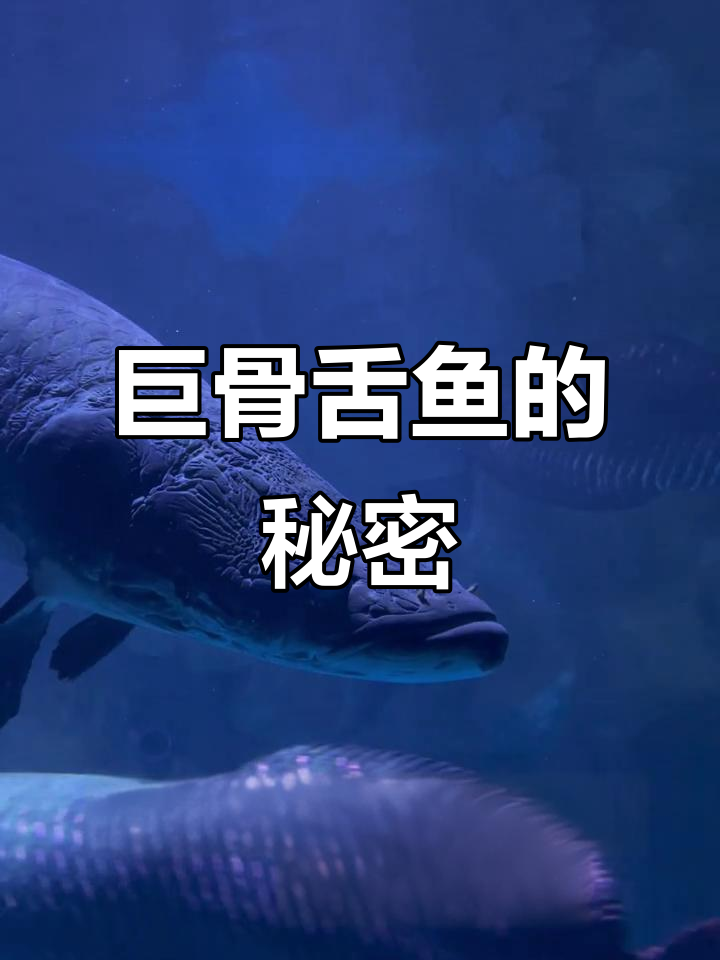 巨骨舌鱼：看似温顺却能爆发出惊人力量，海洋馆里的“佛系大佬”