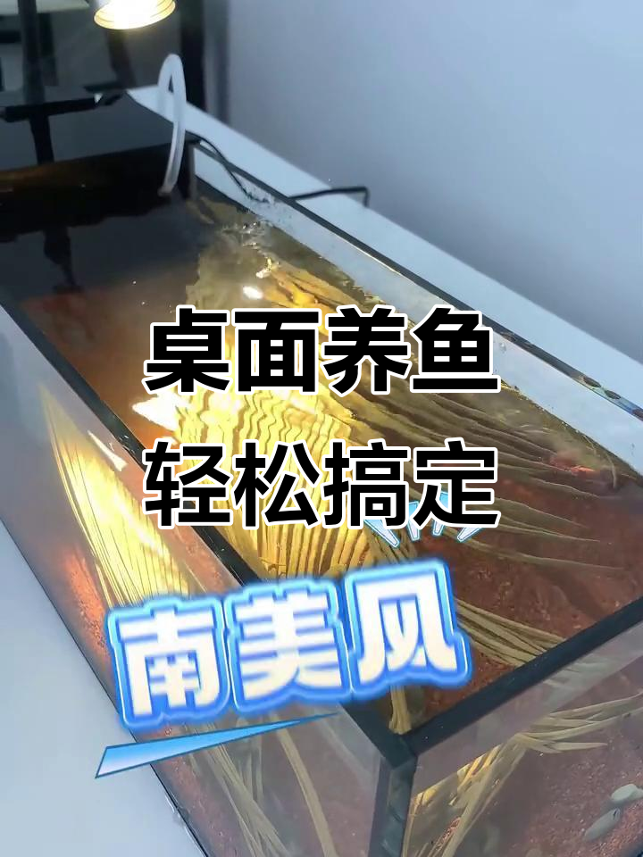 桌面鱼缸造景全攻略，溪流、南美风格任你选