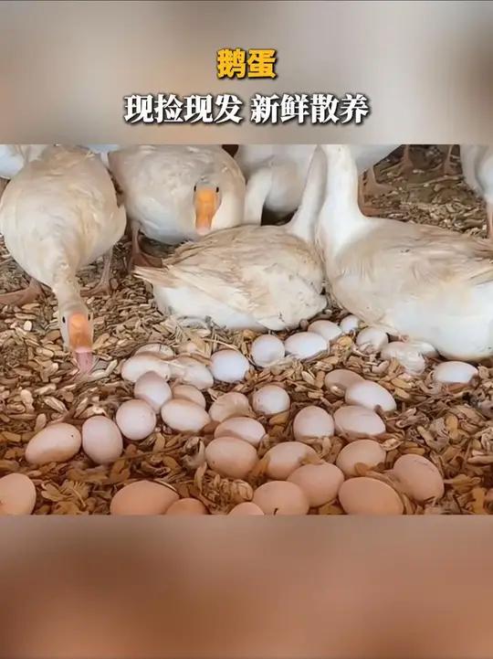 农家散养土鹅蛋,个大Q弹好营养 营养丰富 鹅蛋 鹅蛋的营养价值
