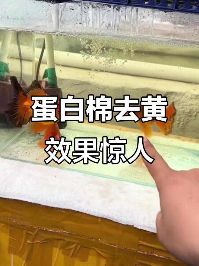 蛋白棉让鱼缸水变清澈，黄水问题轻松解决