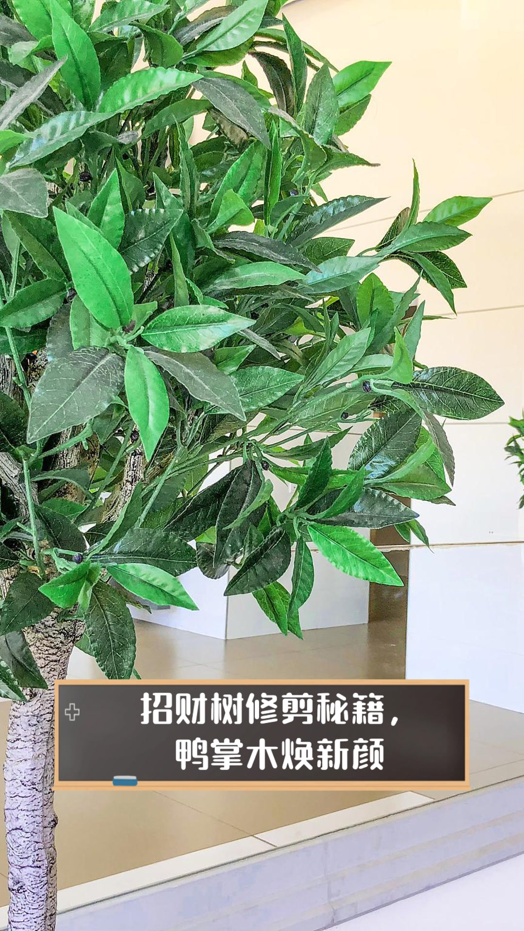 招财树修剪秘籍,鸭掌木焕新颜