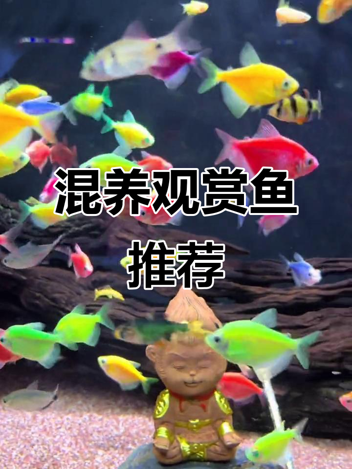 混养观赏鱼,打造美丽水族世界!黑尾大钩、天使鱼等超美搭配