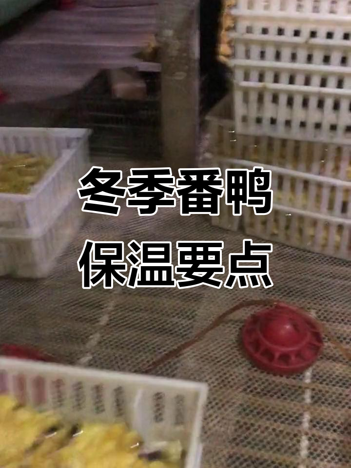 冬季番鸭育雏保暖技巧,避免意外损失