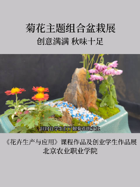 这些出自学生之手的组合盆栽,你怎么看?中国花卉报 菊花 组合盆栽 北京农业职业学院 秋味 