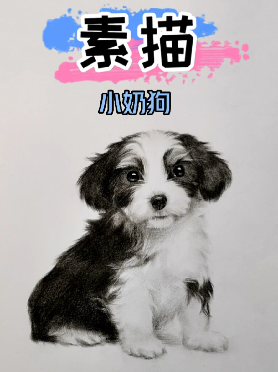 狗狗详细画法