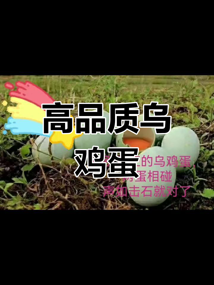 真正的乌鸡蛋是这样!