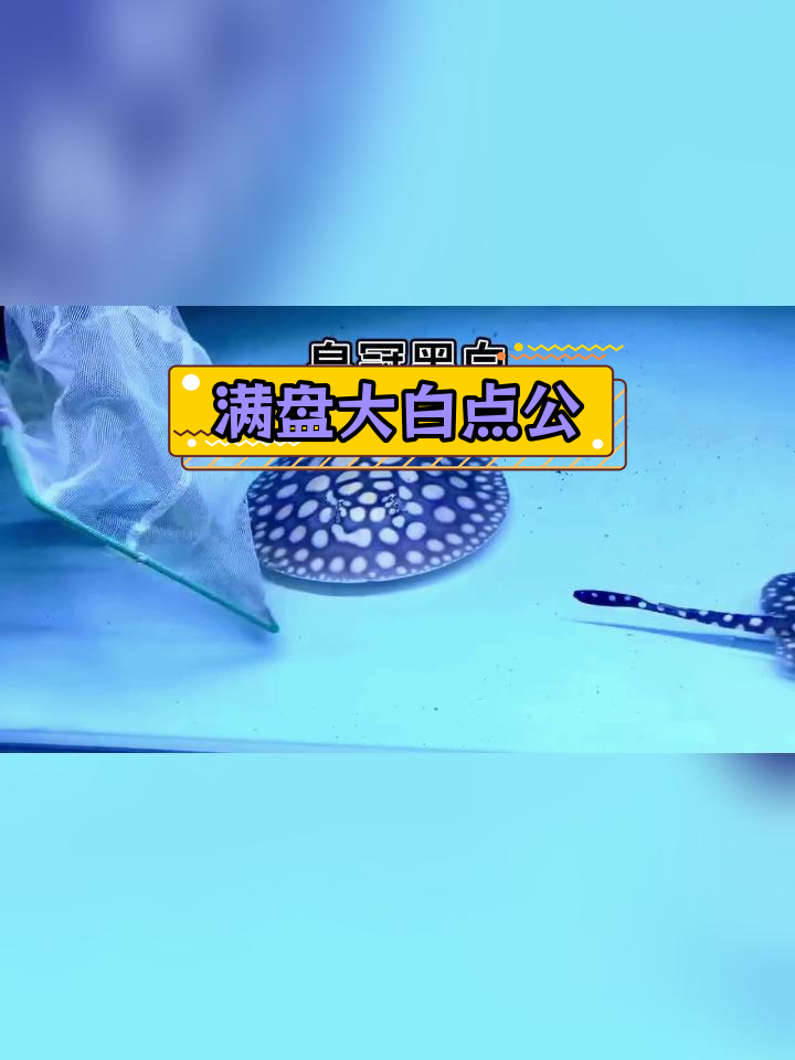 18公分皇冠黑白魟鱼,灰盘越养越美