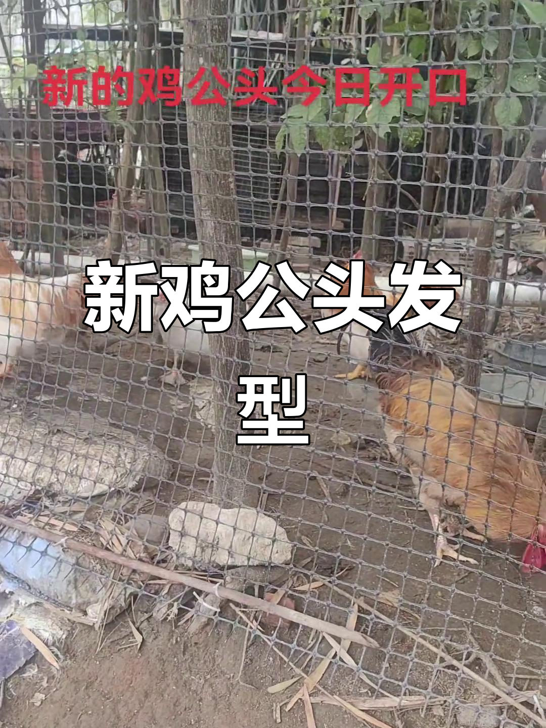 鸡公头新造型亮相，大胆挑战极限发型