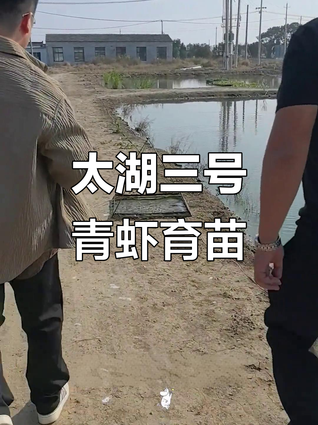 探访太湖三号青虾种苗基地,了解养殖新动态