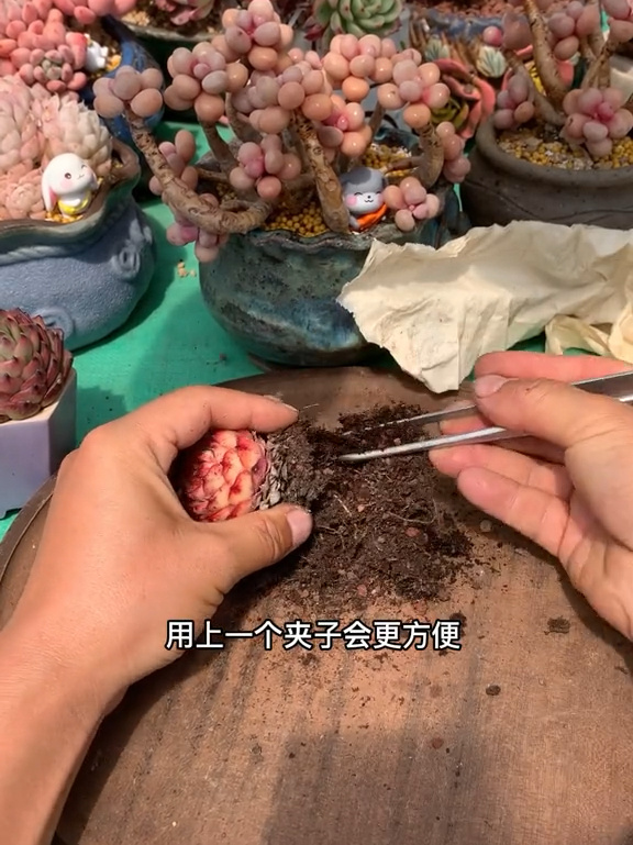 多肉植物种植教程