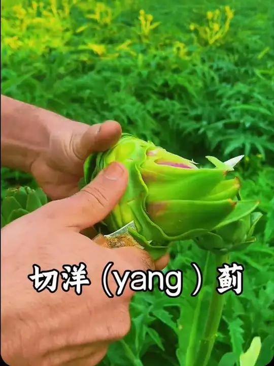 嘘我只给你一个人听,沉浸式各种切切切#切菜 #解压 #极度舒适 #强迫症看了很享受 #AS