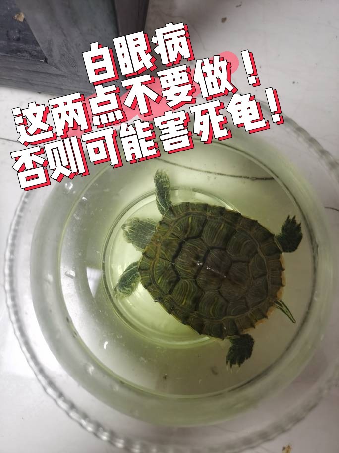 乌龟白眼病闭眼睛睁不开眼睛肿了怎么治疗