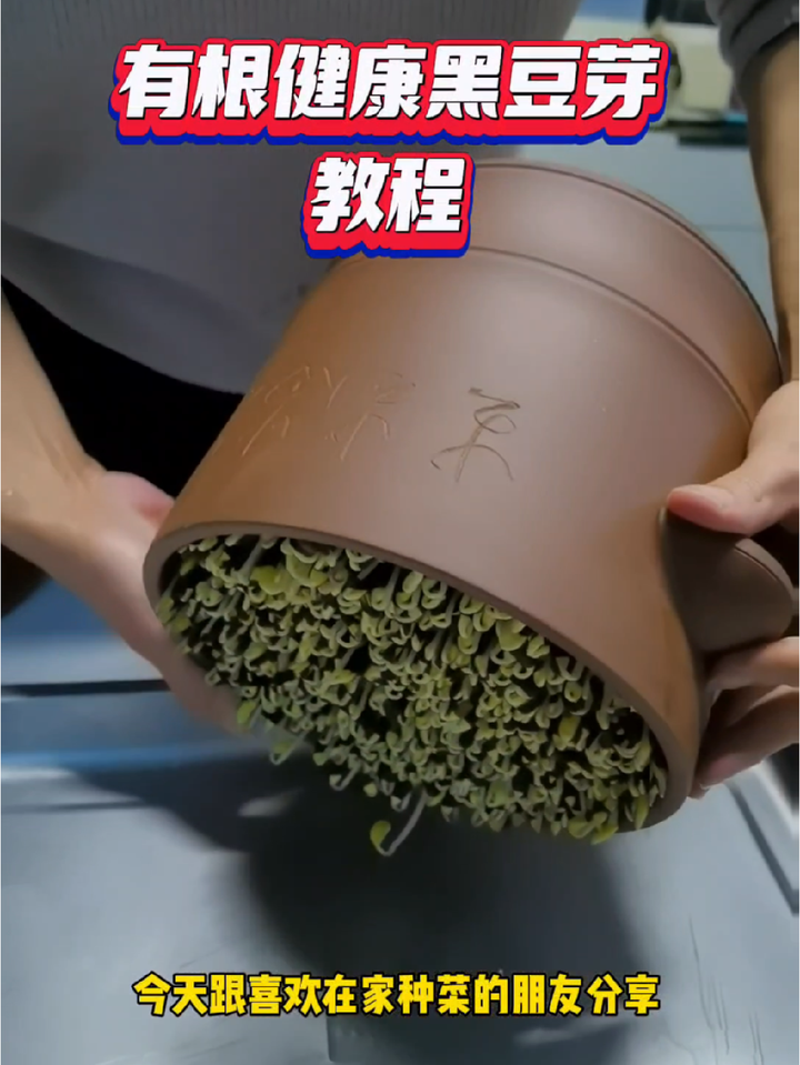 万物复苏,发豆芽的好时光