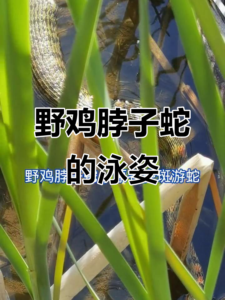 虎斑游蛇捕食后游泳,竟然这么帅!