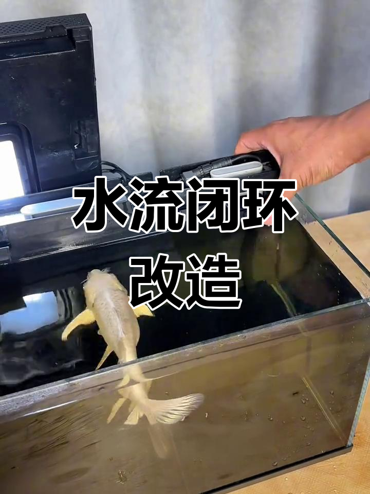小米鱼缸底滤改造,让水循环更高效,轻松清洁杂质