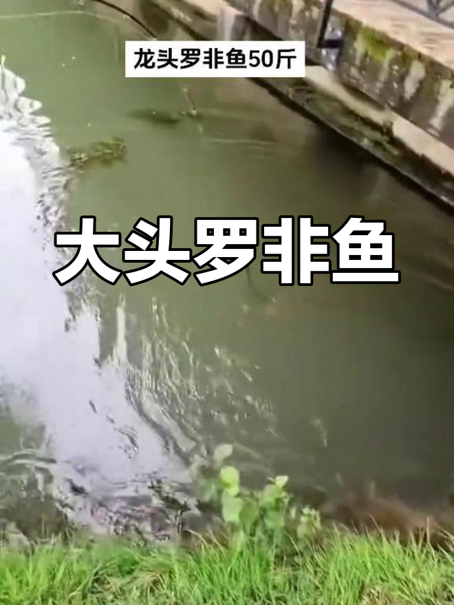 超大龙头罗非鱼,重达50斤