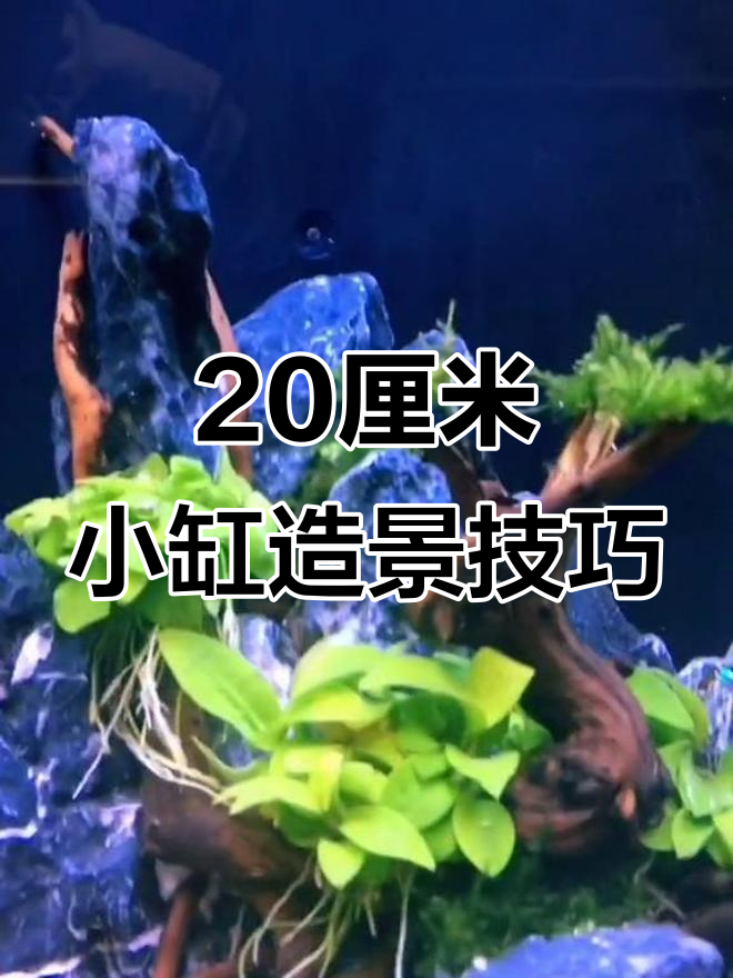 小缸造景也能美,轻松打造自然水族景观