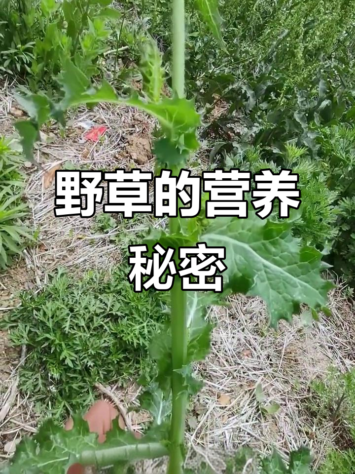 路边野草竟是营养宝库,凉拌清炒皆宜,健康又实惠!