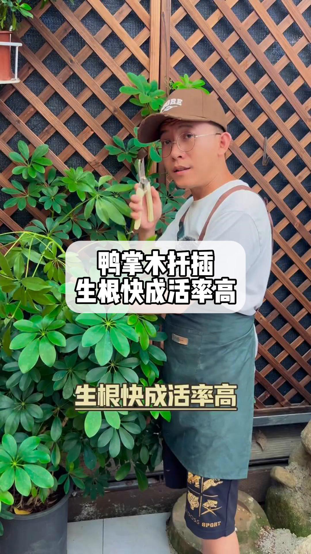鸭掌木扦插,生根快成活率高