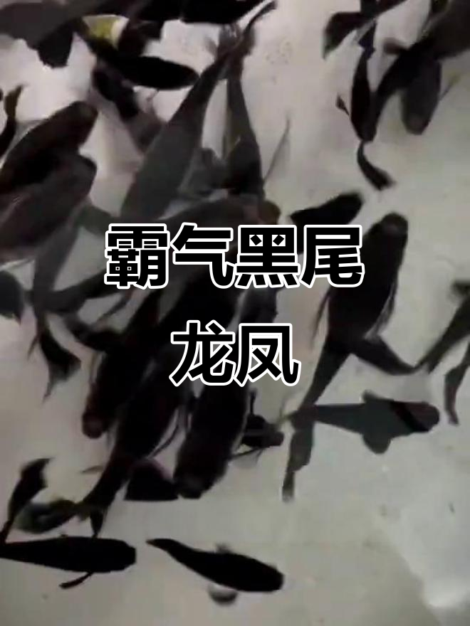 黑尾龙凤鱼:神秘优雅的观赏贵族,生命力超强