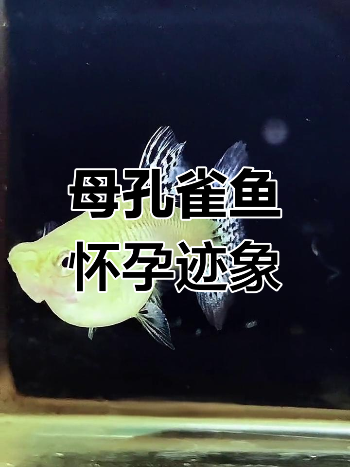 如何判断孔雀鱼是否怀孕?