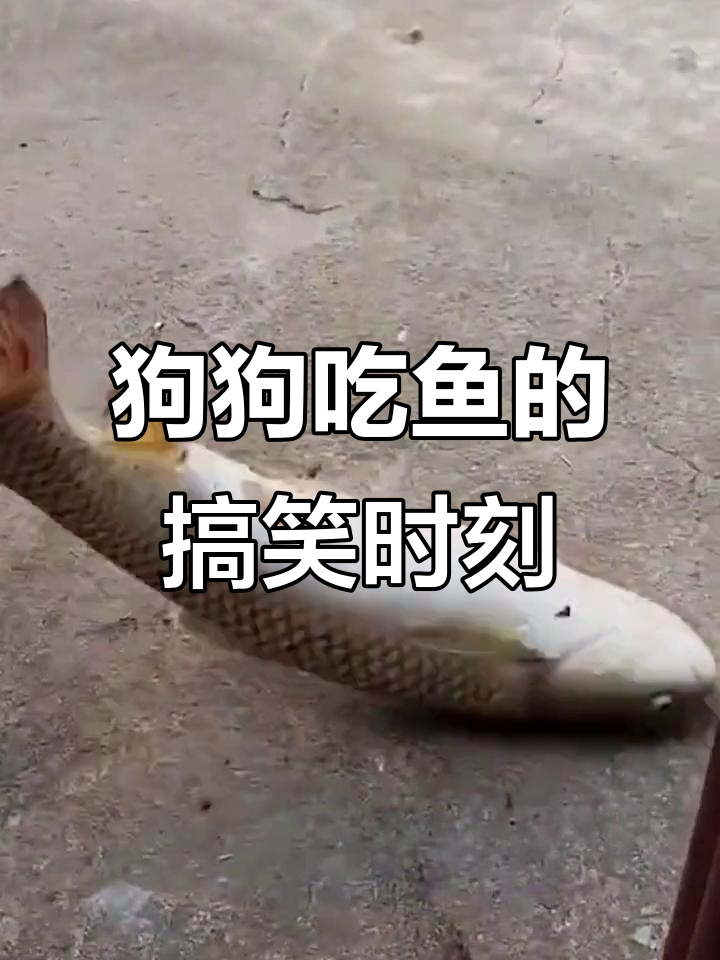 小黄狗想吃大鱼,结果被逗笑!