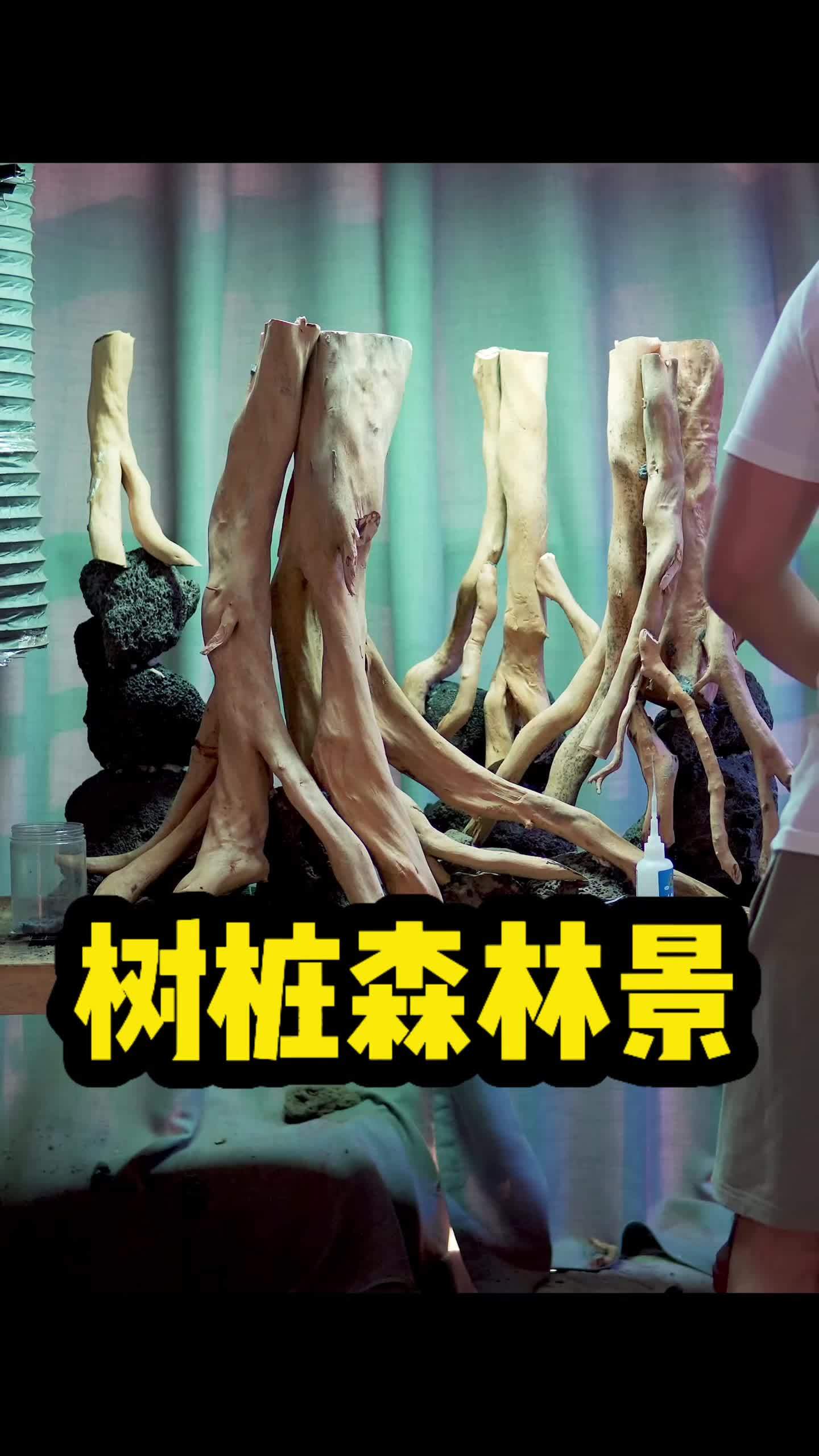 造景教程|简约的树桩森林景~ 最近要开的缸不少!一系列开缸教程要来了~ 水草缸 鱼缸 水族