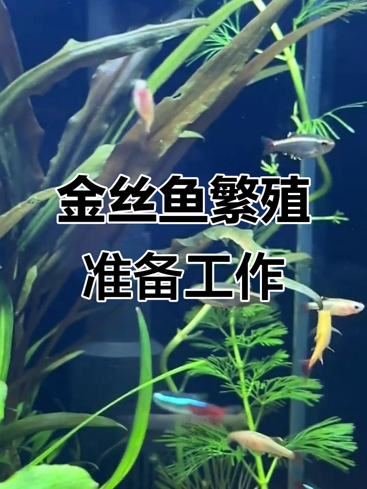 白云金丝母鱼产卵前的准备与挑战