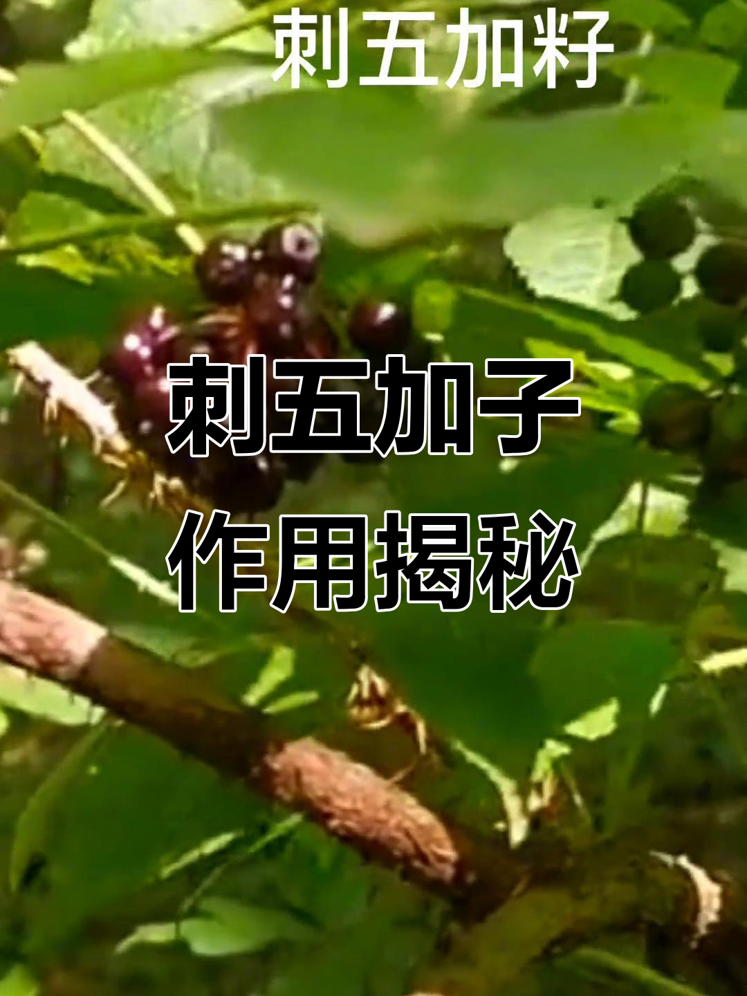 刺五加籽的神奇功效与冬季成熟过程揭秘