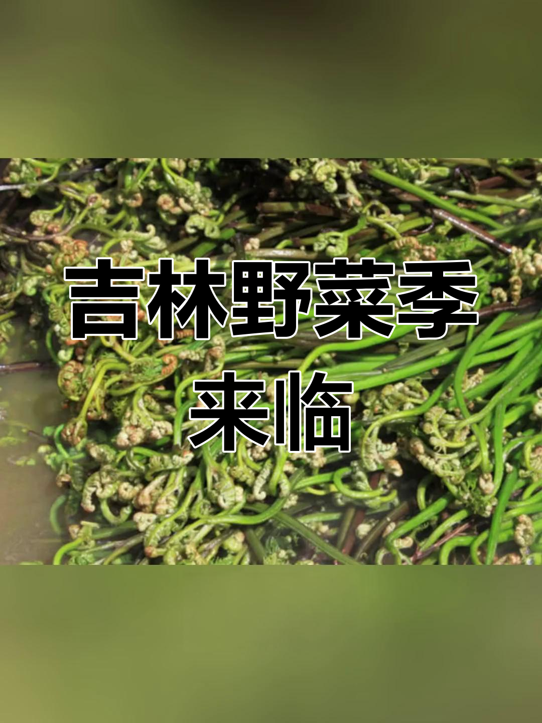 吉林山菜大丰收,小根菜、婆婆丁等美味等你尝