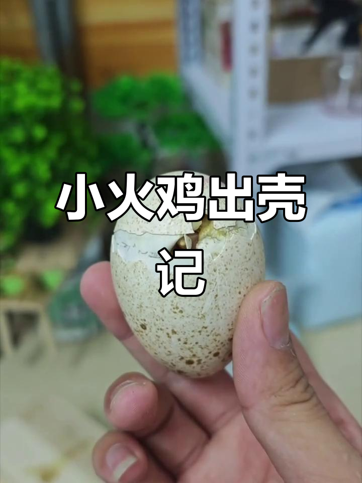 28天辛苦孵化,小火鸡终于破壳而出!