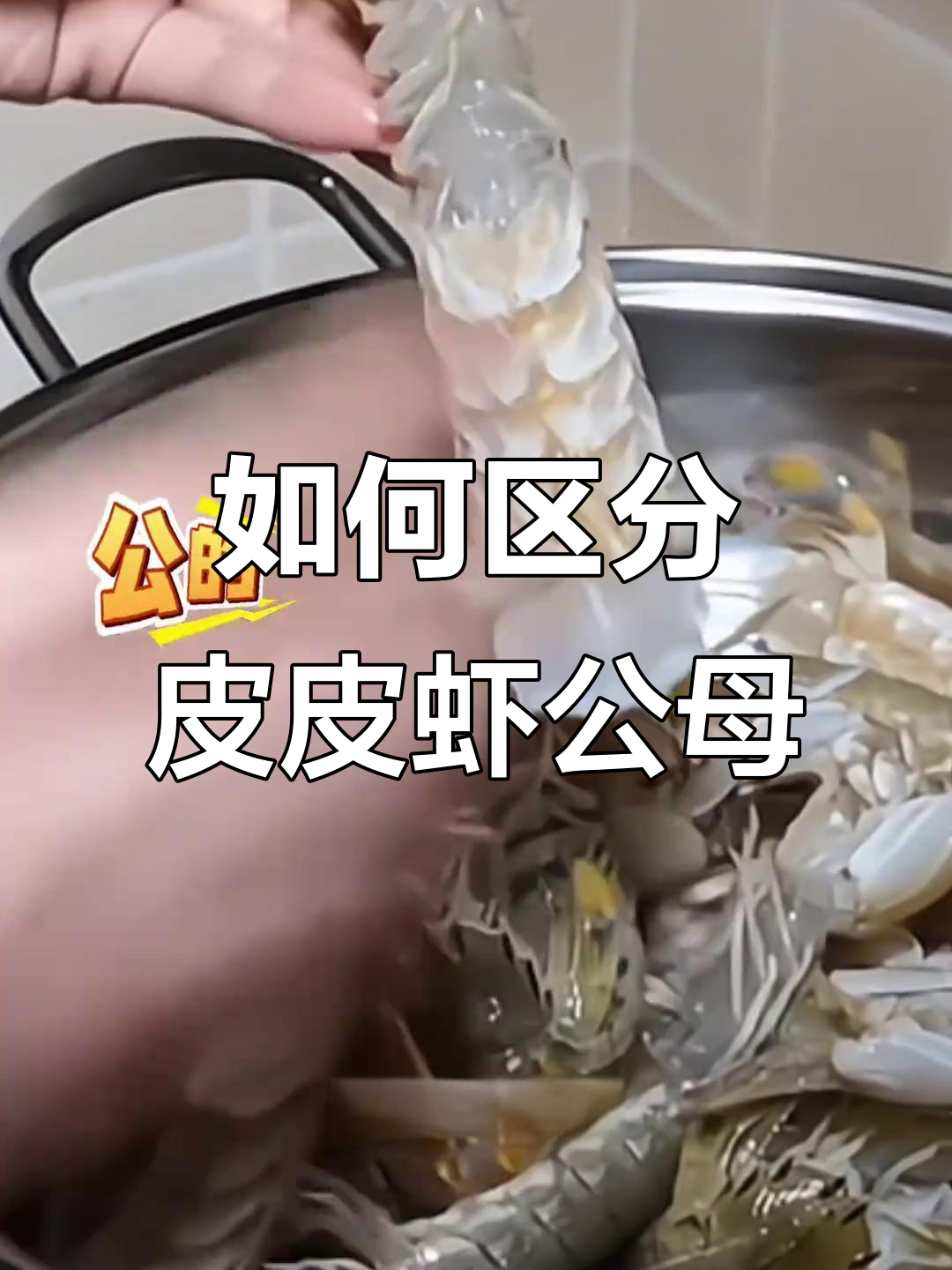 分辨皮皮虾公母,记住这两点轻松搞定