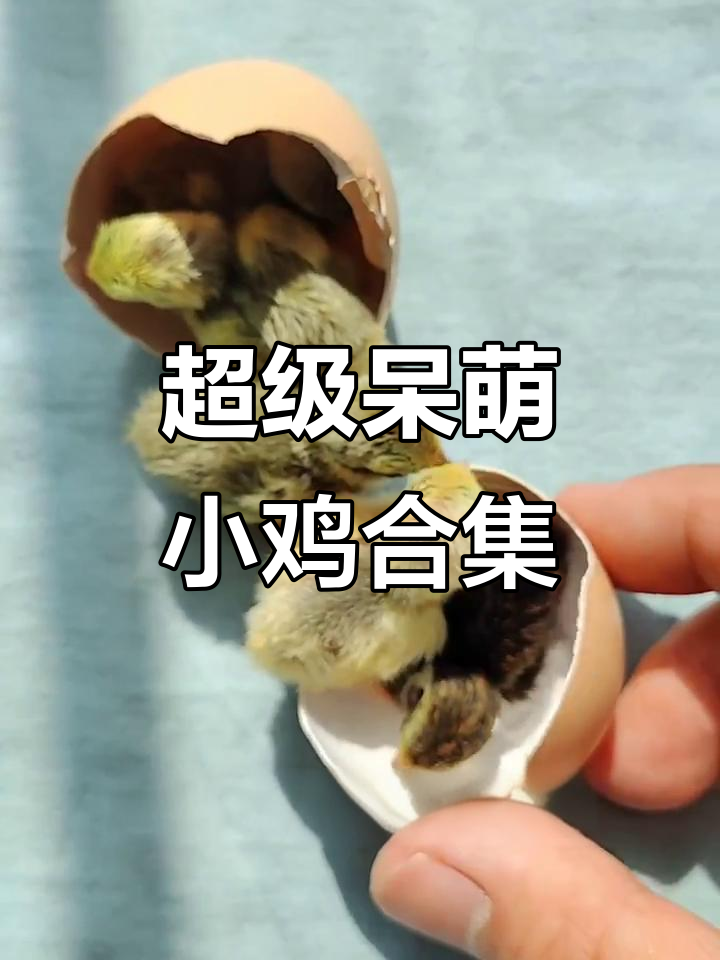 小鸡萌态百出,蛋壳里能放几只?走路竟然这样搞笑!