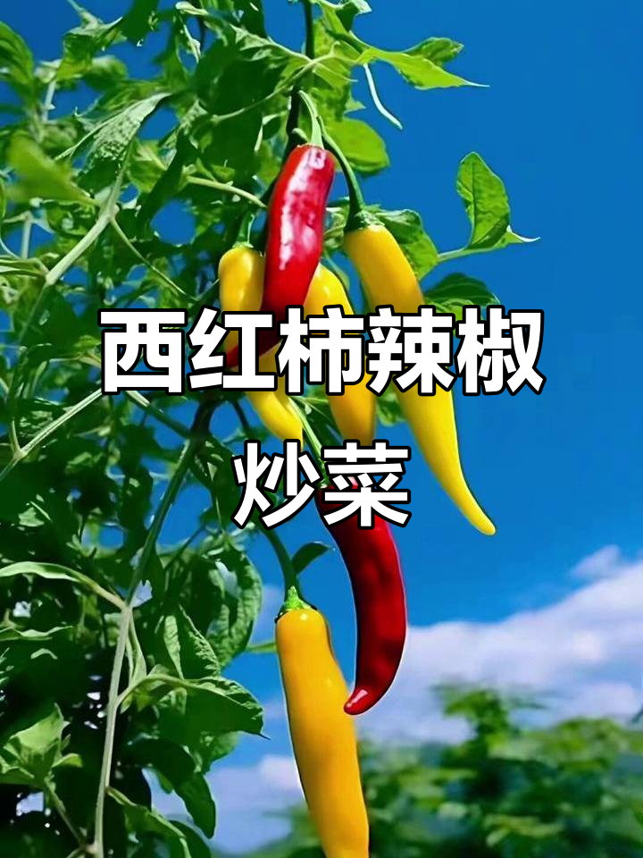 青椒西红柿炒出美味,简单又下饭