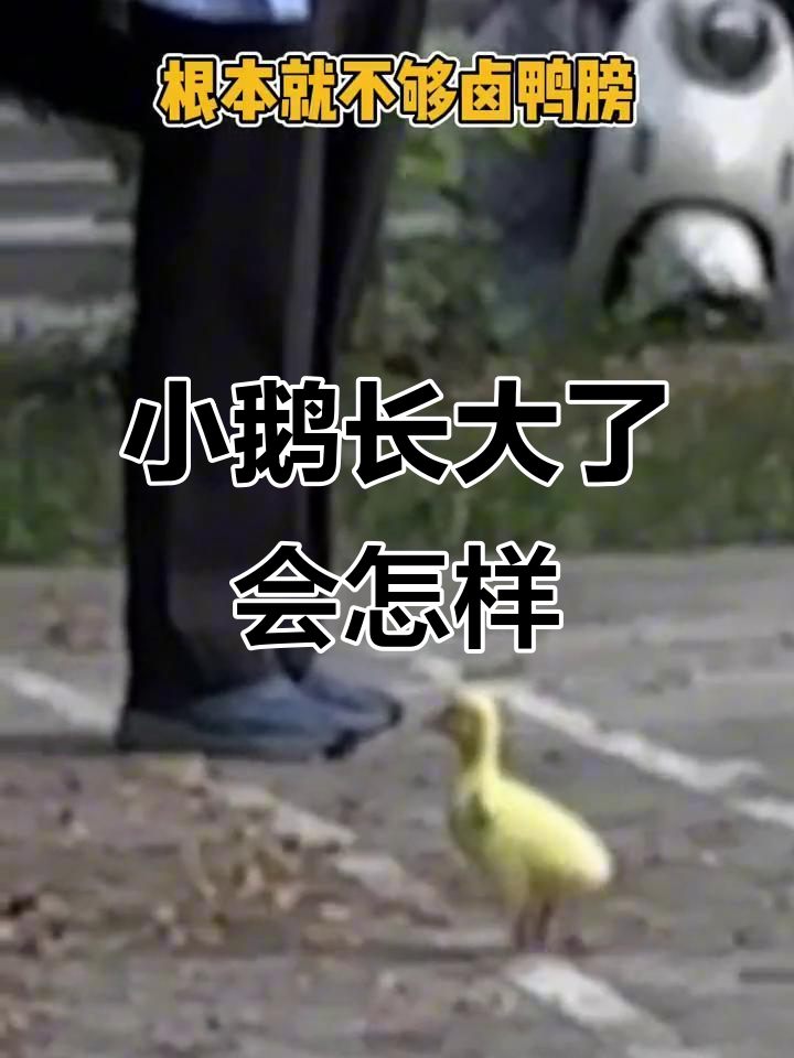 小鹅太可爱了,长大后竟然变这样!