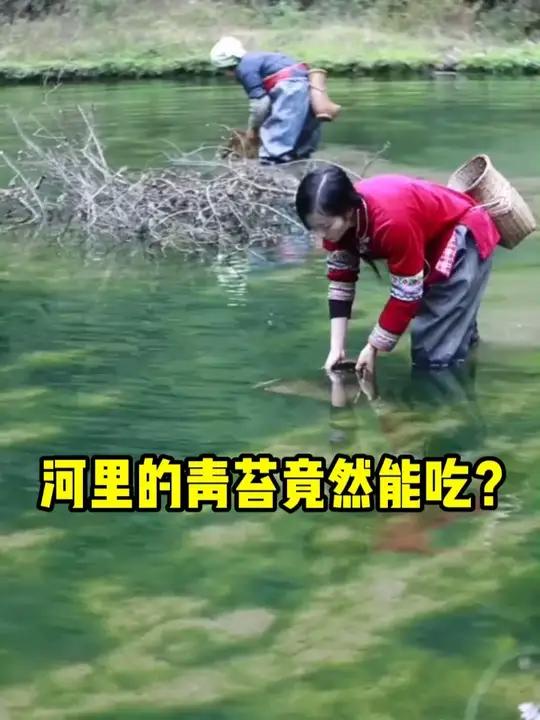 河里的青苔竟然还能吃?