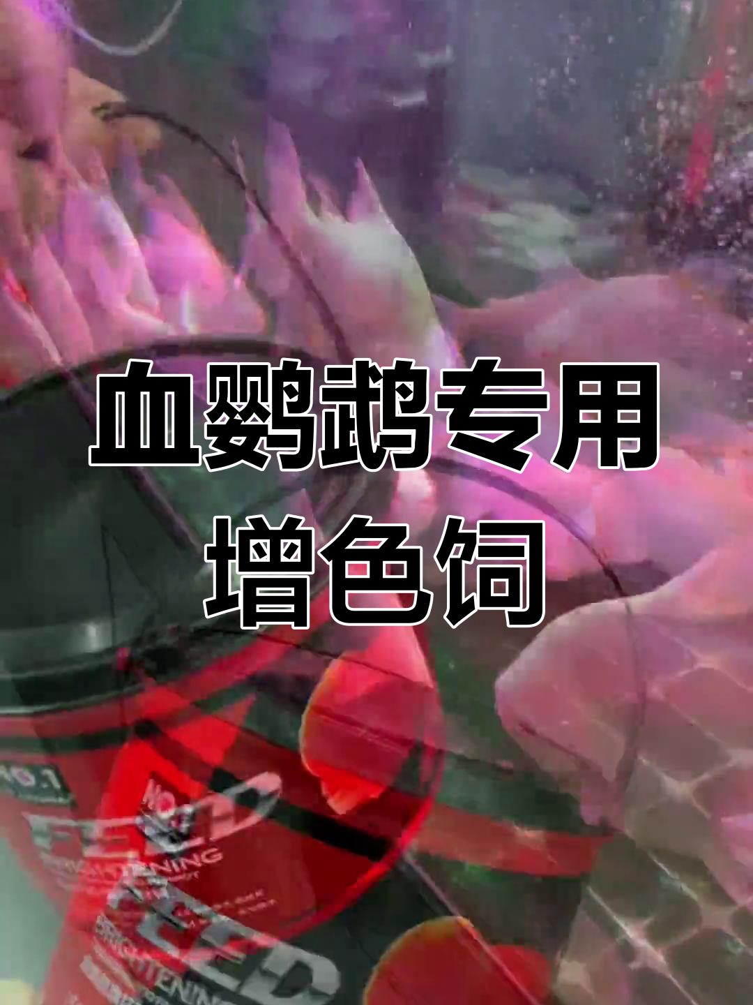 血鹦鹉增红饲料,营养丰富不浑水