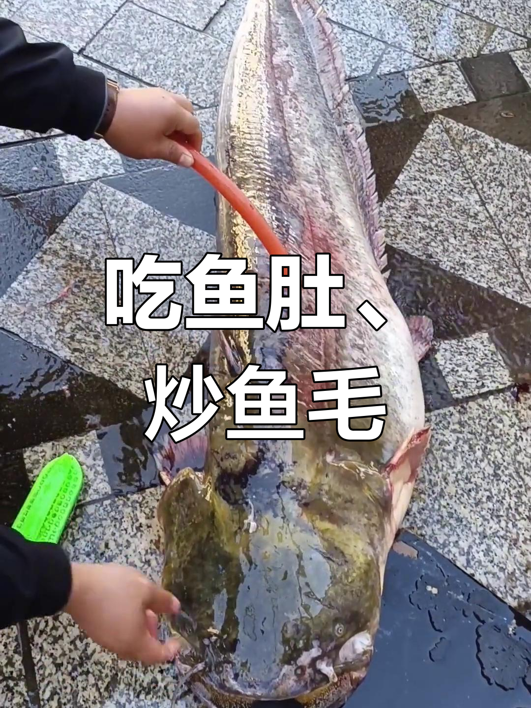 炒鱼毛与大鱼的奇妙搭配,丝聊美食新体验