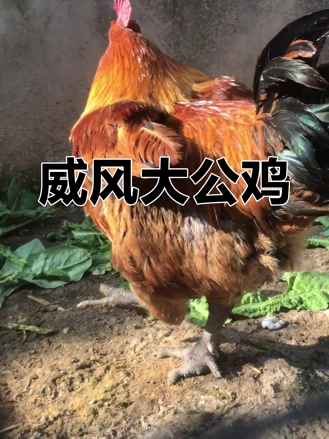 大红公鸡威武霸气,农村散养生活