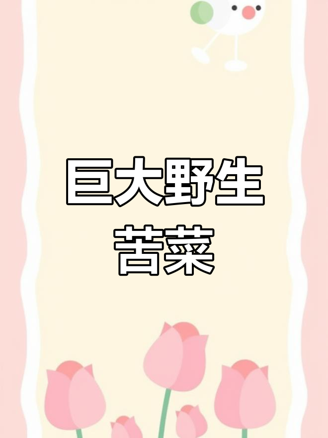 野外发现超大野生苦麻菜,春季必备降火良方