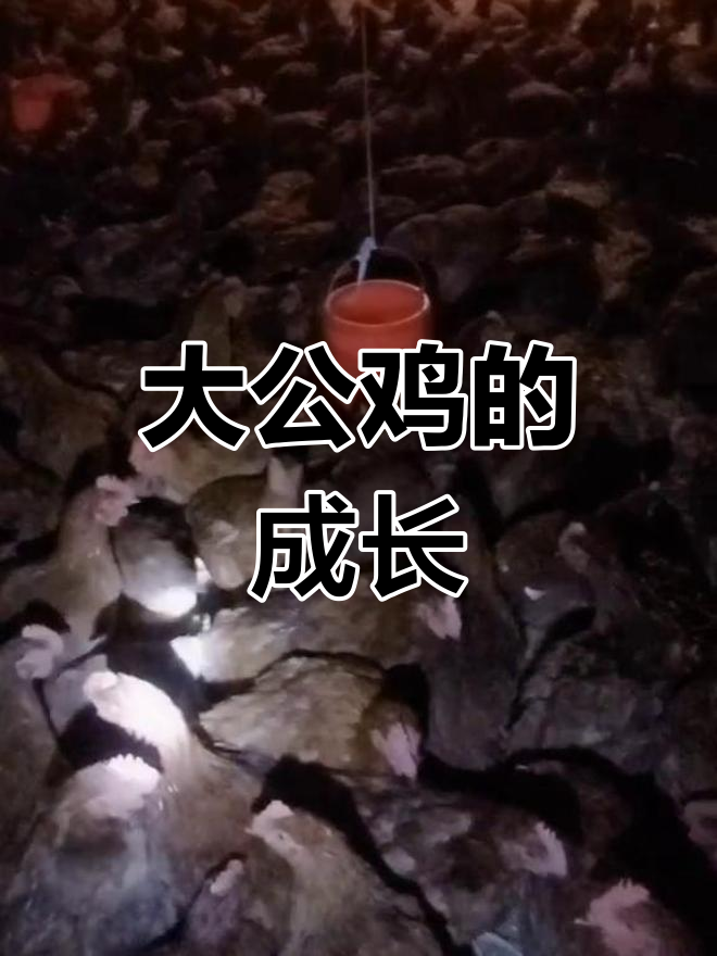 辛苦一天,只为大公鸡健康成长