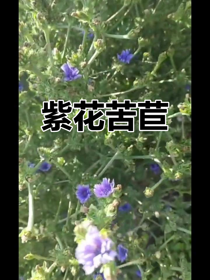 蓝紫色莴苣花的秘密