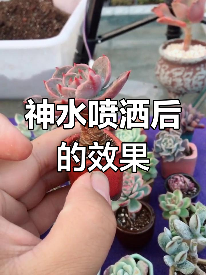 圣路易斯的多肉美景