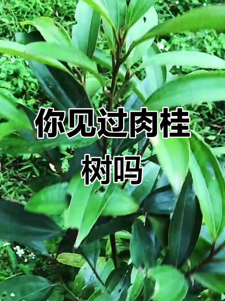 肉桂树:你家乡有吗?这种香料和药材你知道吗