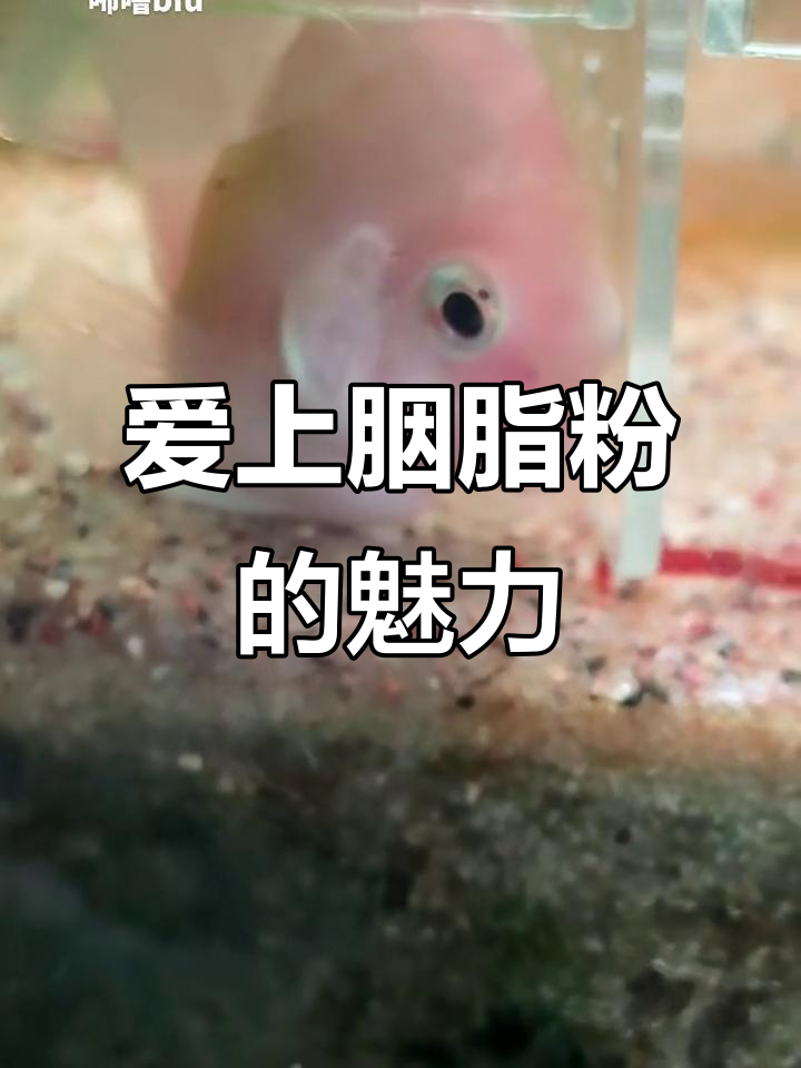 买了胭脂粉后,我彻底爱上了!粉色小鱼头太可爱了