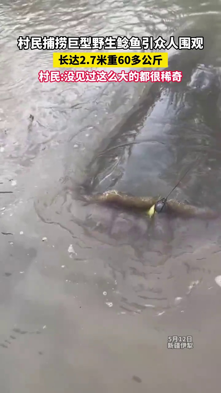 村民捕捞巨型野生鲶鱼引众人围观,长达2.7米重60多公斤