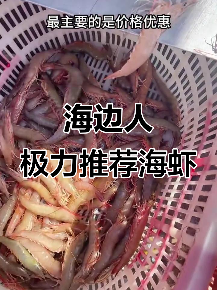 鲜嫩无比的海虾,麻虾沙卢虾值得尝试