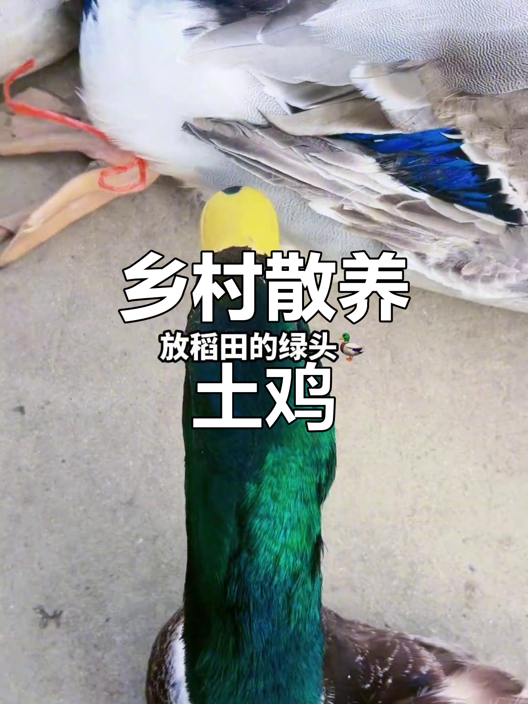 农村散养土鸡,每天与鸭鹅为伴的田园生活