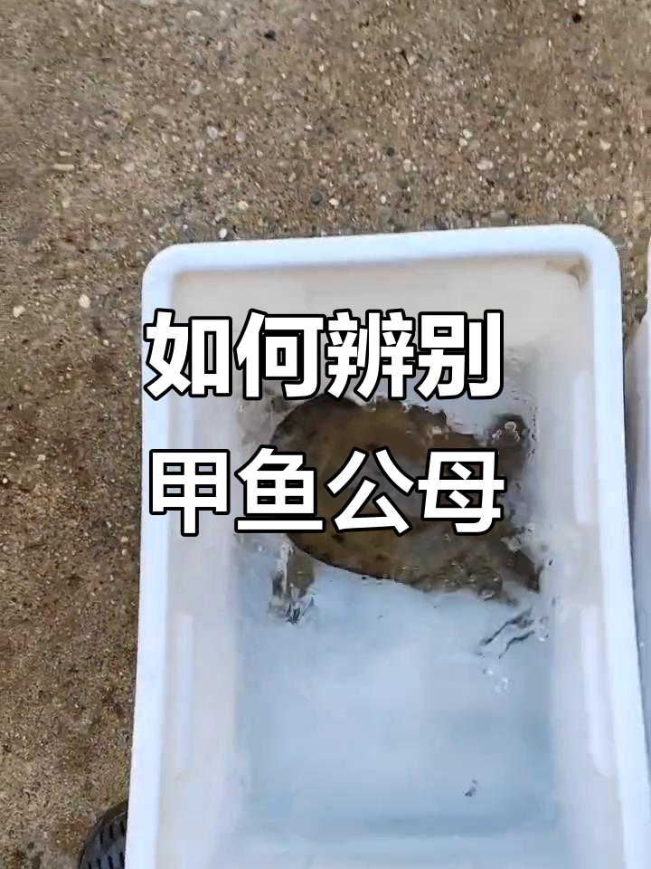 甲鱼公母分辨技巧，尾巴长短一看就懂