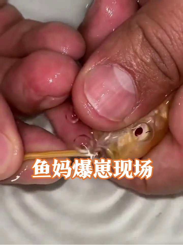 鱼妈妈被挤一下疯狂生崽,小鱼苗满盘乱窜太震撼!